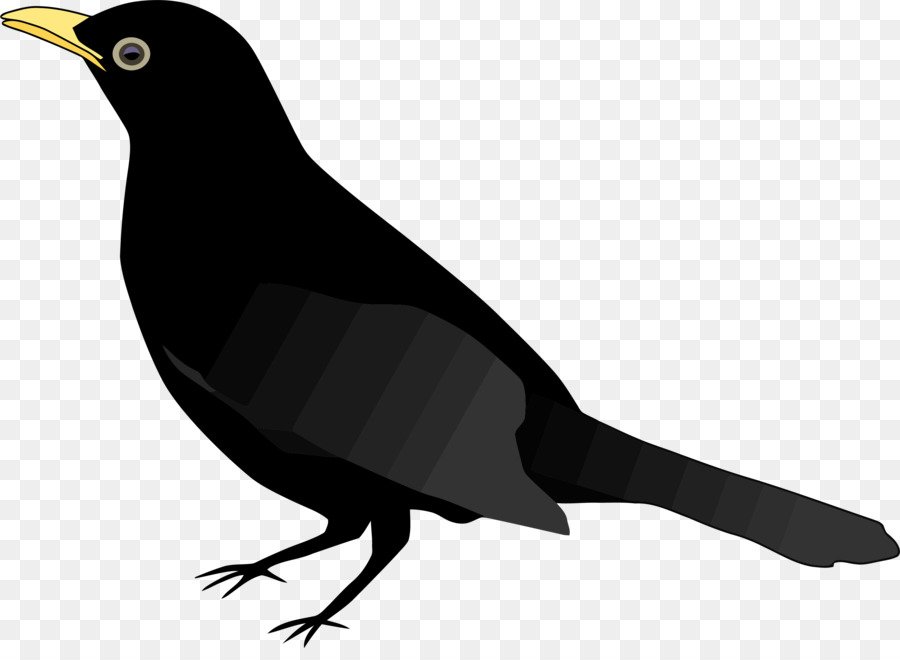 Free Black Bird Transparent, Download Free Black Bird Transparent png