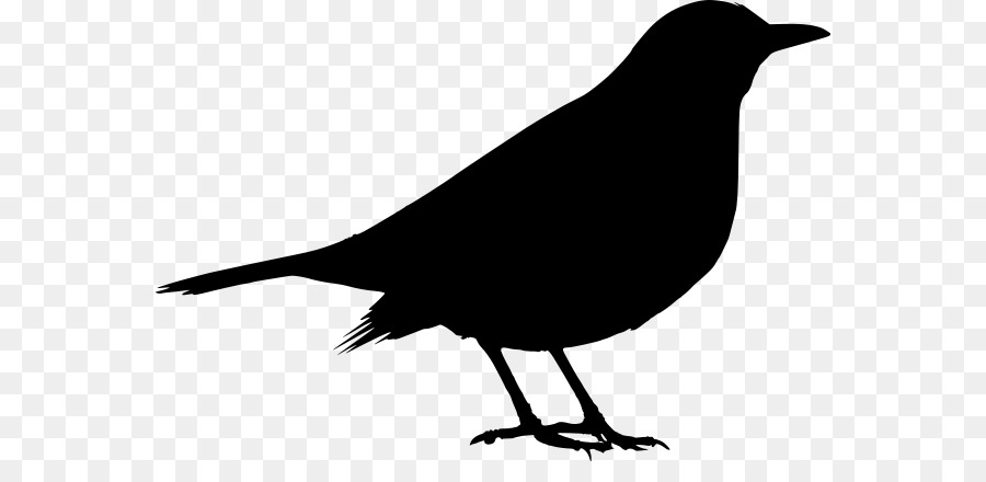 Common blackbird Clip art - Bird png download - 616*421 - Free Transparent Bird png Download.