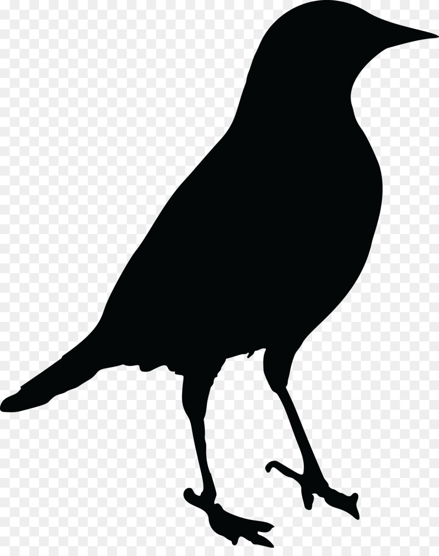 Common blackbird Drawing Clip art - Bird png download - 4000*4993 - Free Transparent Bird png Download.