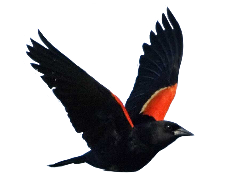 Red Winged Blackbird Common Blackbird National Audubon Society Bird