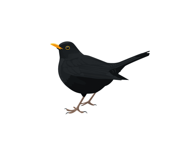 Common blackbird - Bird png download - 600*520 - Free Transparent