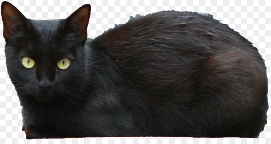 Bombay cat Persian cat Black cat - Black Cat Transparent PNG png download - 1898*990 - Free Transparent Cat png Download.