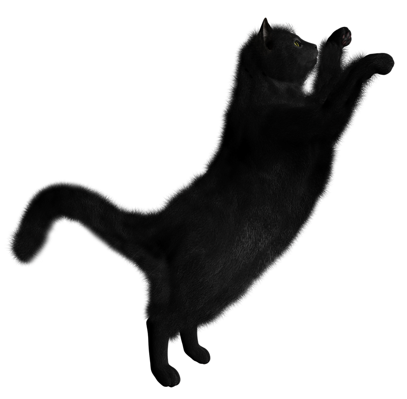 Black cat Clip art Portable Network Graphics Transparency - Hc png