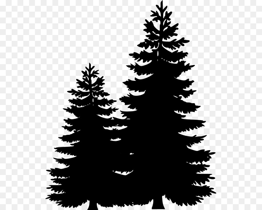Clip art Portable Network Graphics Pine Tree Image -  png download - 587*720 - Free Transparent Pine png Download.
