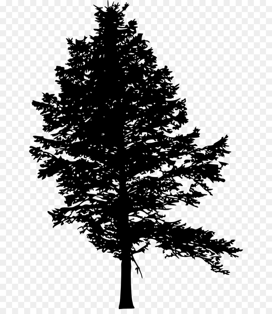 Pine Fir Tree Silhouette Drawing - pine tree png download - 708*1024 - Free Transparent Pine png Download.