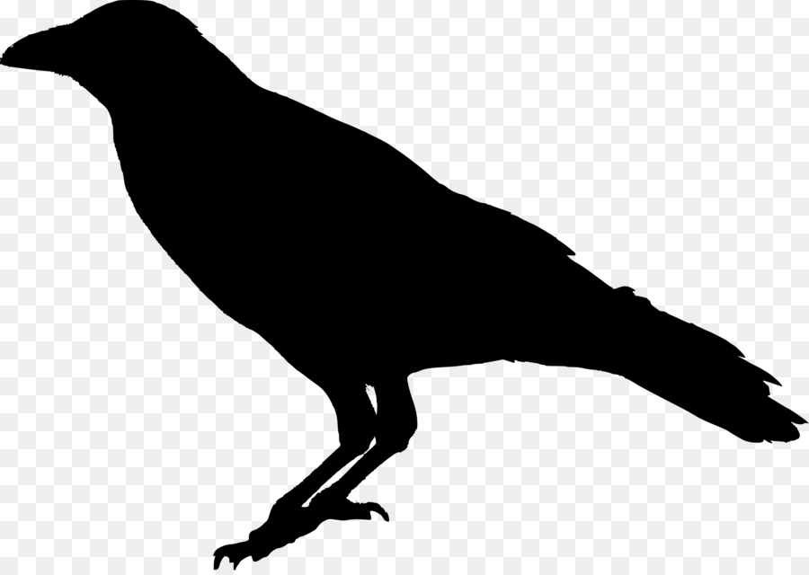 The Raven Common raven - Raven Bird PNG Transparent Image png download - 2000*1410 - Free Transparent Raven png Download.