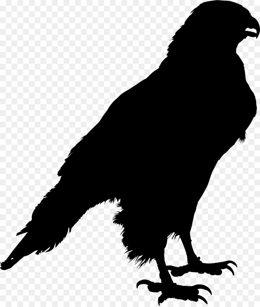 Common raven Clip art Silhouette Crow Drawing -  png download - 1884*2211 - Free Transparent Common Raven png Download.