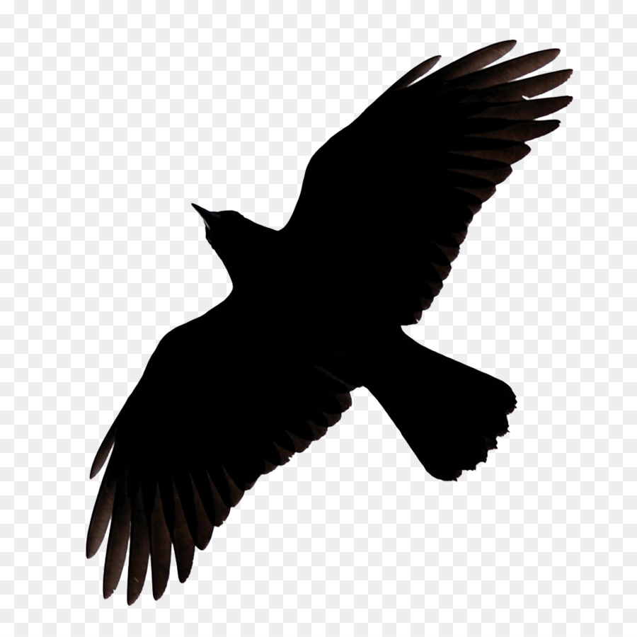 Bird Common raven Silhouette Clip art - Raven Flying PNG Image png download - 1000*1000 - Free Transparent School png Download.
