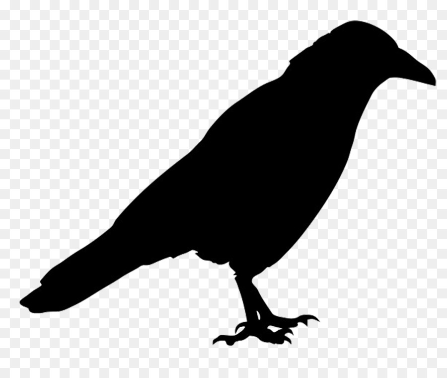 Bird Common raven Silhouette Western jackdaw - crow png download - 1281*1069 - Free Transparent Bird png Download.