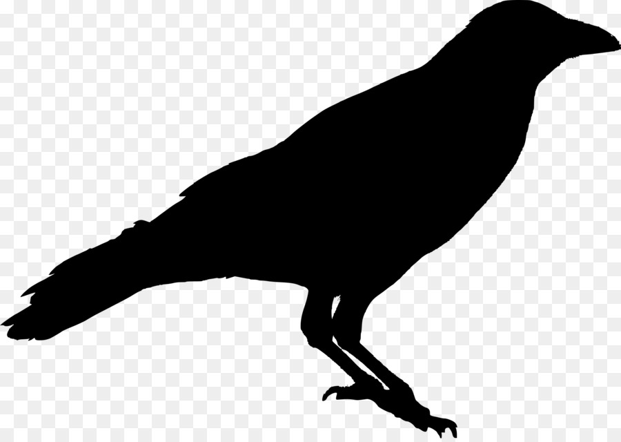 American crow Bird Raven Silhouette - sparrow png download - 2000*1410 - Free Transparent American Crow png Download.