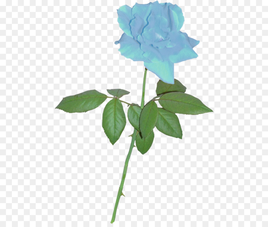 Silhouette Rose Clip art - blue rose png download - 534*750 - Free Transparent Silhouette png Download.