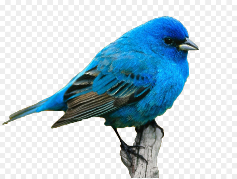 Name Color Meaning Personality Idea - blue bird png download - 1600*1200 - Free Transparent Name png Download.