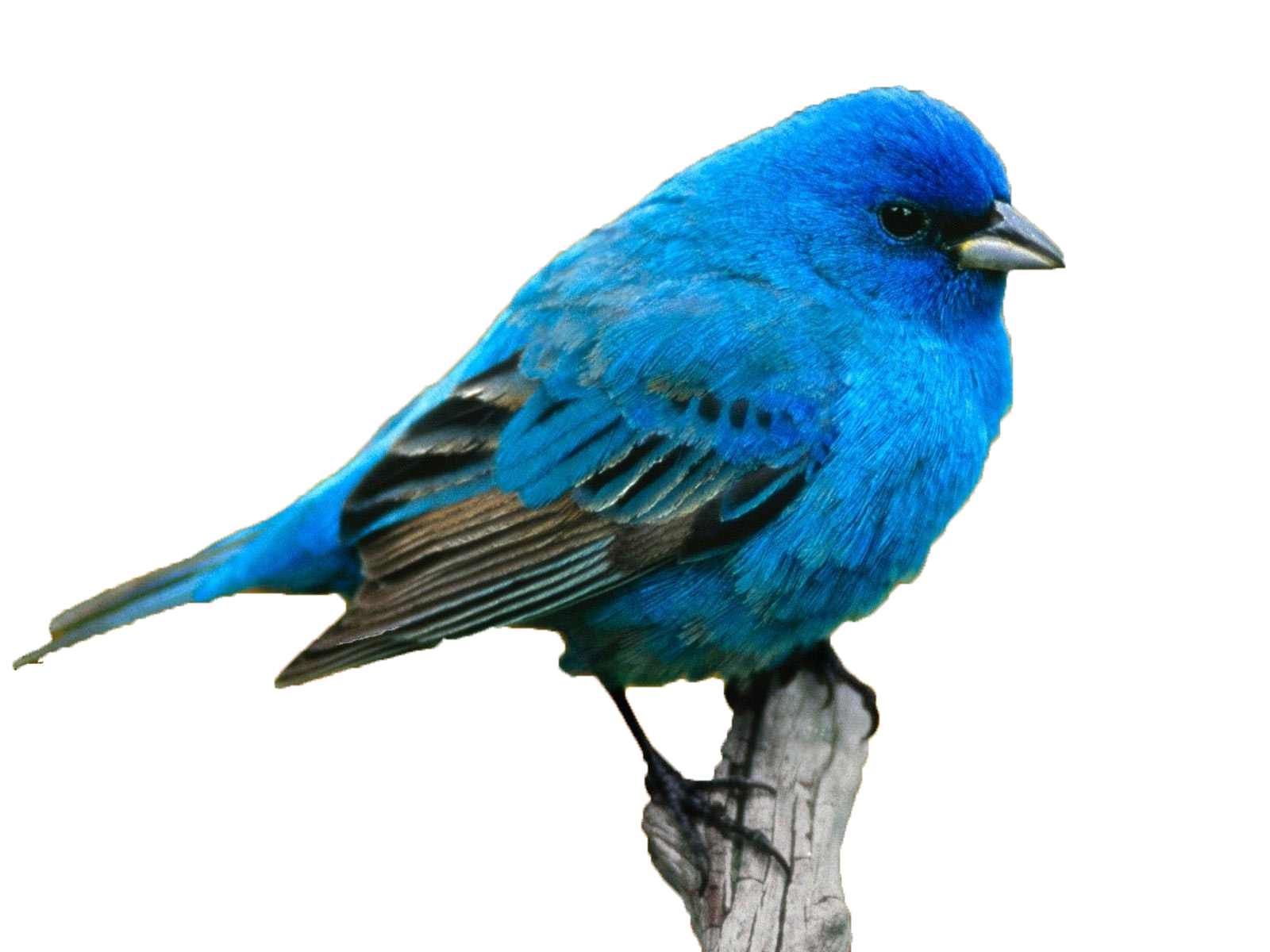 Name Color Meaning Personality Idea Blue Bird Png Download 1600 10 Free Transparent Name Png Download Clip Art Library