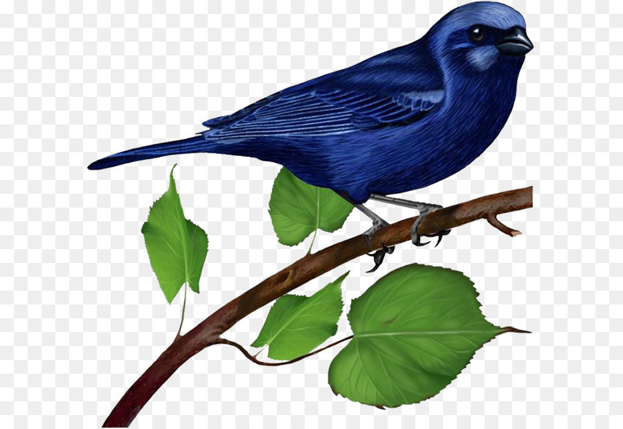 Bluebird Clip art - Blue Bird on Branch png download - 650*618 - Free Transparent Bird png Download.