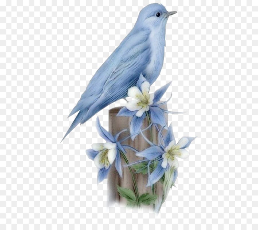 Hummingbird Bluebird of happiness - birds png download - 506*800 - Free Transparent Bird png Download.