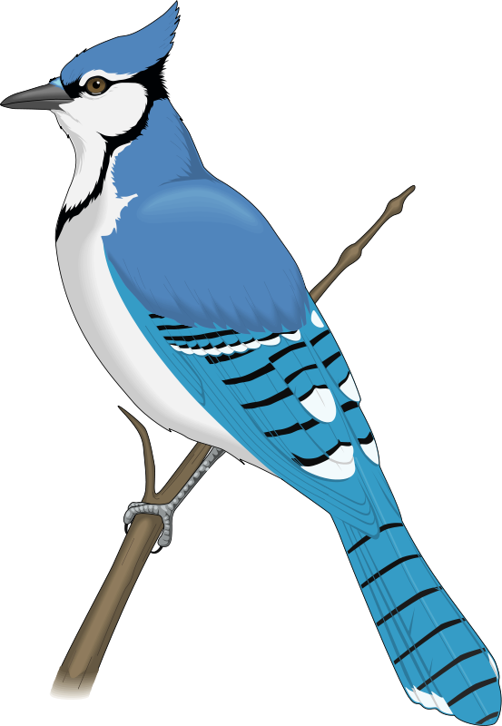 Blue Jay Clip Art Blue Bird Png Download 553800 Free Transparent