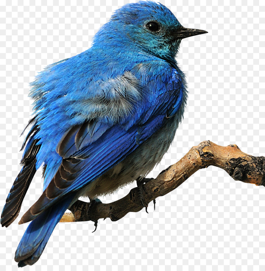 Eastern bluebird Clip art - bird png download - 1268*1280 - Free Transparent Bird png Download.