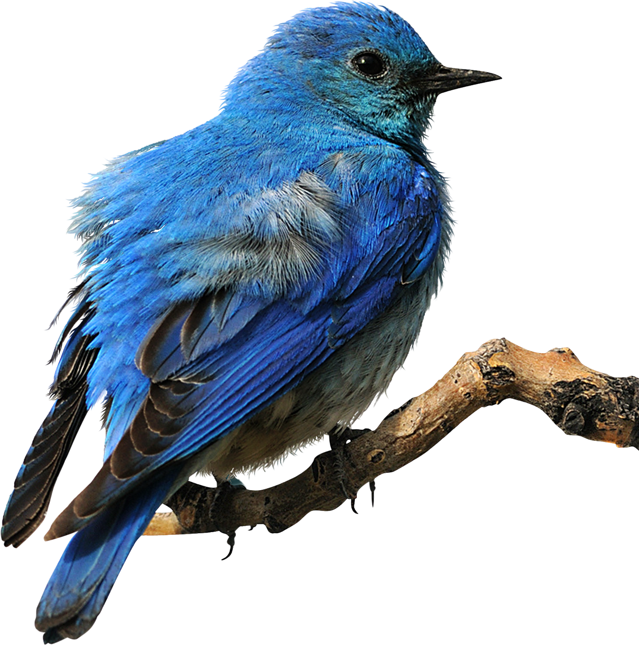 Blue Bird Png Free Logo Image