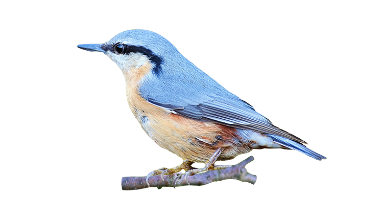 Portable Network Graphics Clip Art Image Bird Animated Bird Png