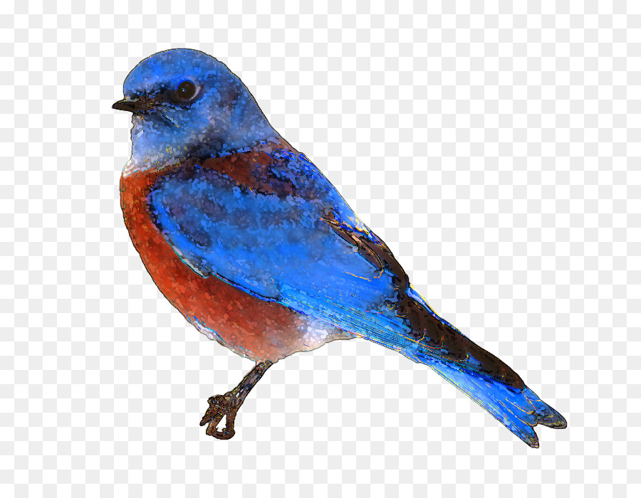 Eastern bluebird Clip art - Free Bluebird Clipart png download - 782*698 - Free Transparent Bird png Download.