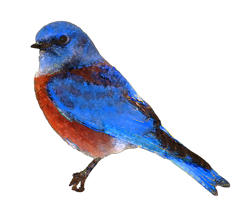 Transparent Background Blue Bird Clipart Bird Wallpaper