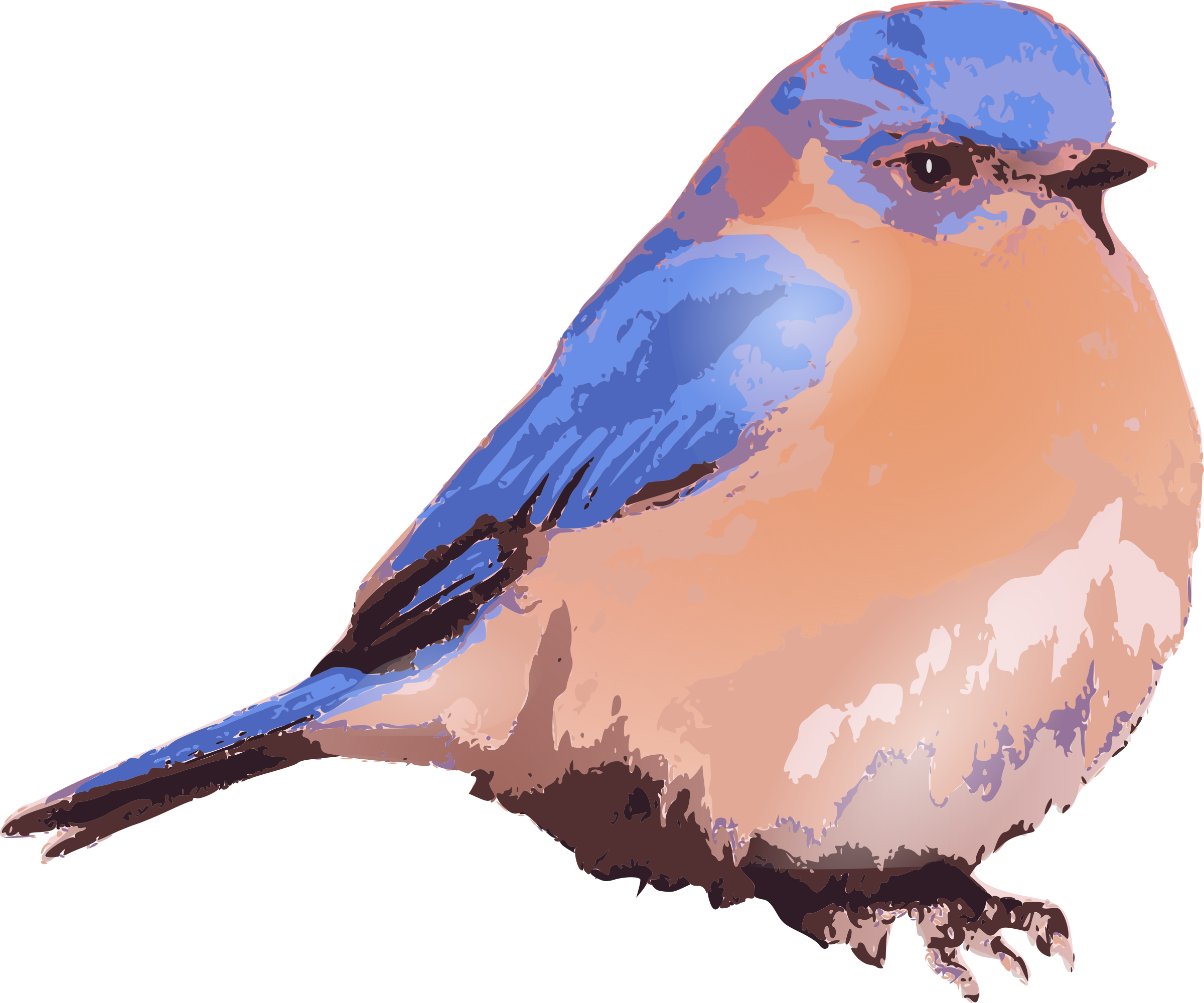 Eastern Bluebird Bluebird Of Happiness Clip Art Blue Bird Png