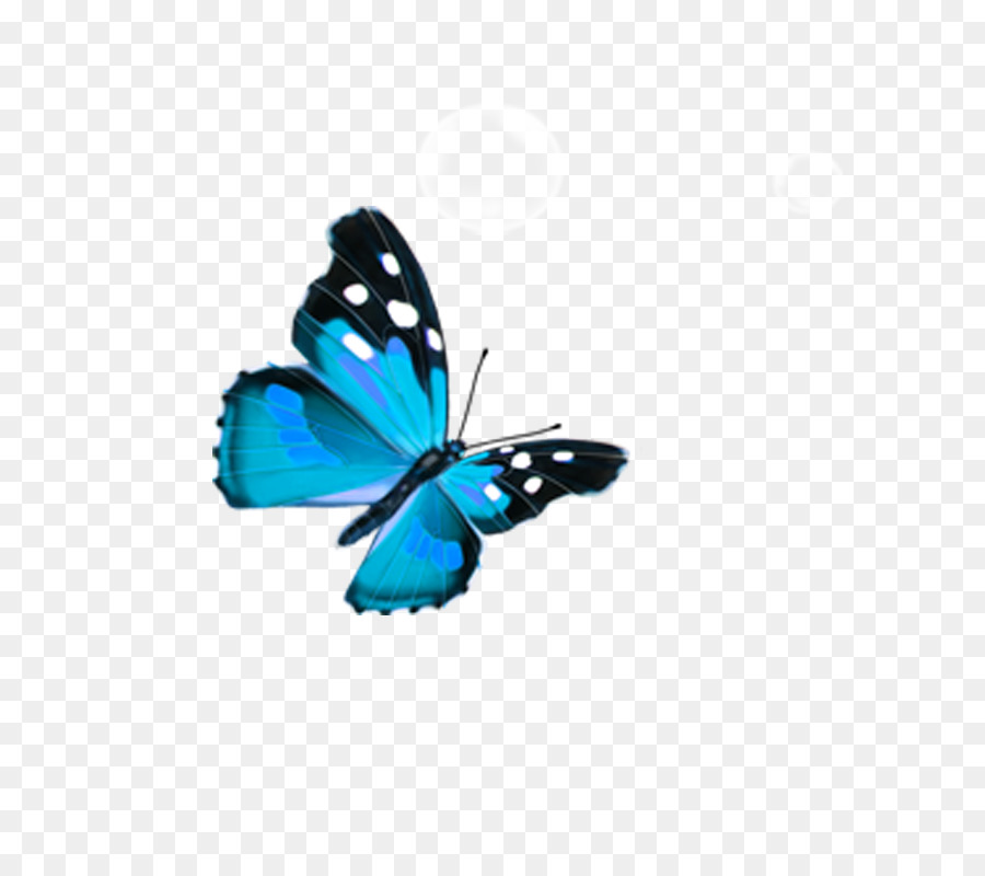 Butterfly Blue - butterfly png download - 800*800 - Free Transparent Butterfly png Download.