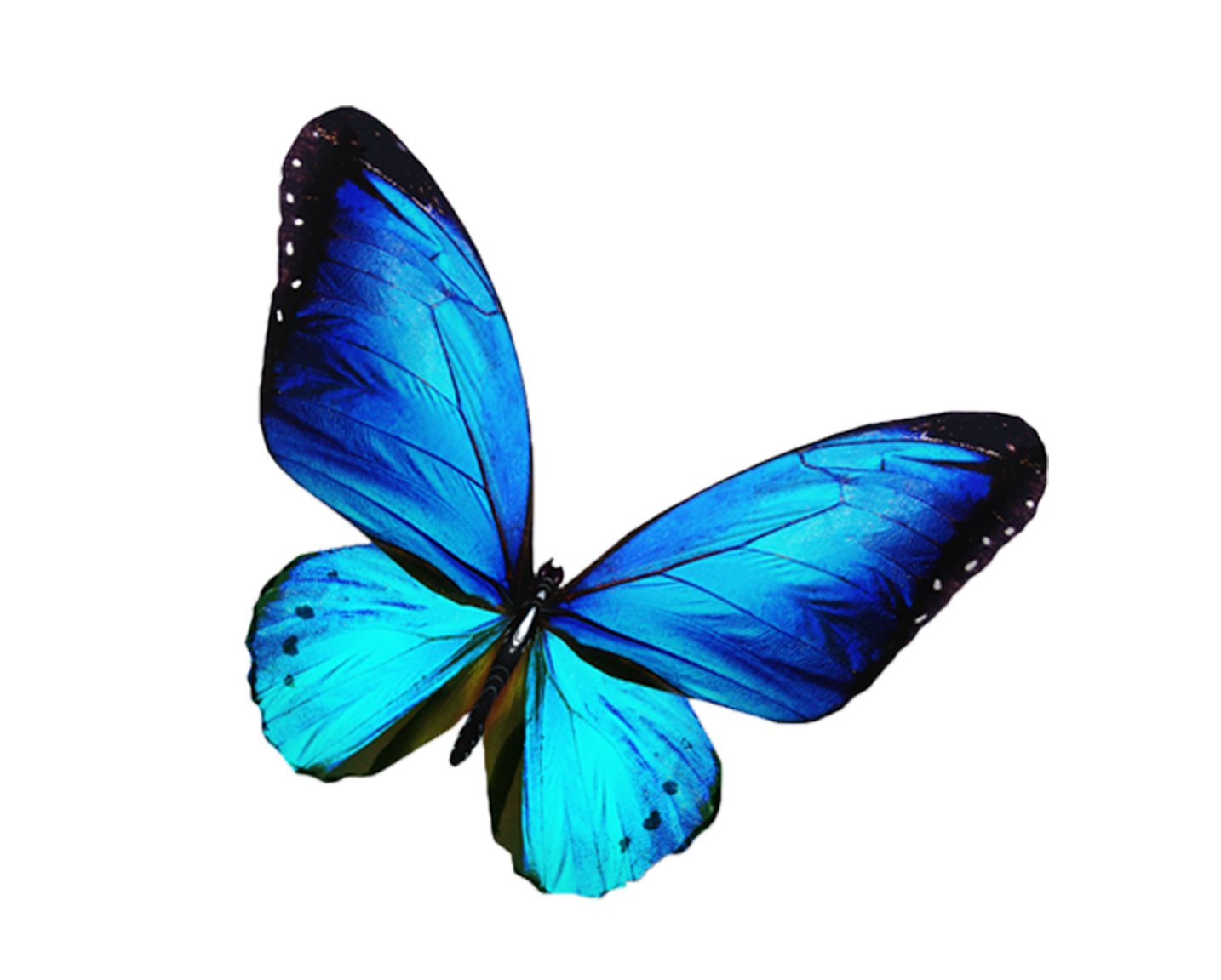 Butterfly Stock photography Blue Illustration butterfly,blue