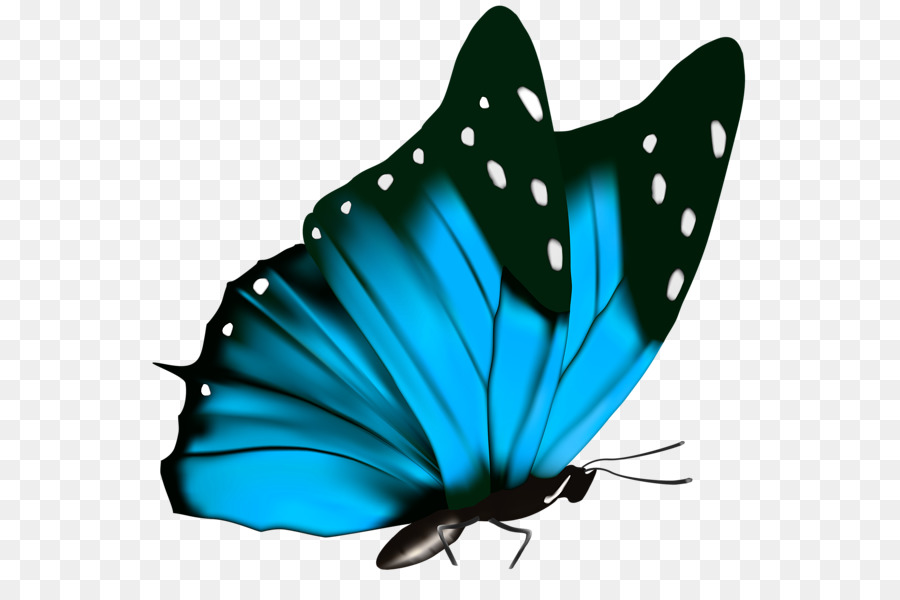 Butterfly Green Greta oto Clip art - blue butterfly png download - 600*584 - Free Transparent Butterfly png Download.