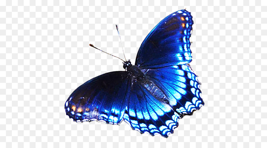 Butterfly Blue Clip art - blue butterfly png download - 500*500 - Free Transparent Butterfly png Download.