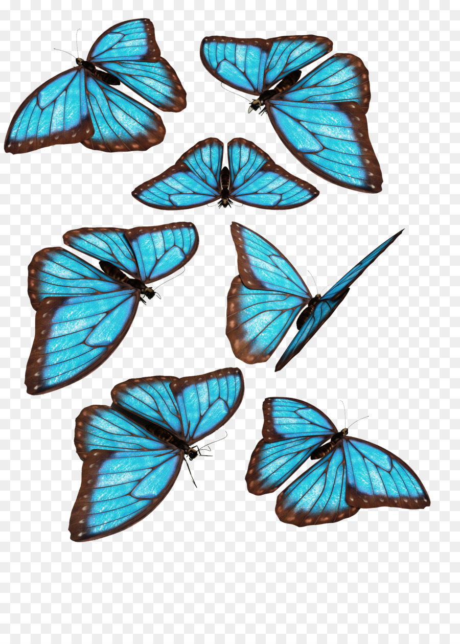 Monarch butterfly Morpho menelaus Blue - butterfly png download - 900*1252 - Free Transparent Butterfly png Download.