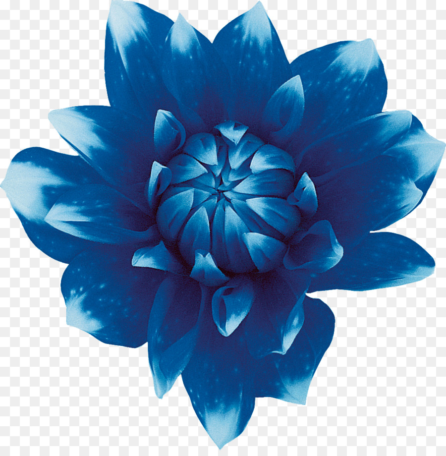 Sweet Blue Flowers Sweet Blue Flowers Red - blue flower png download - 1083*1095 - Free Transparent Blue png Download.