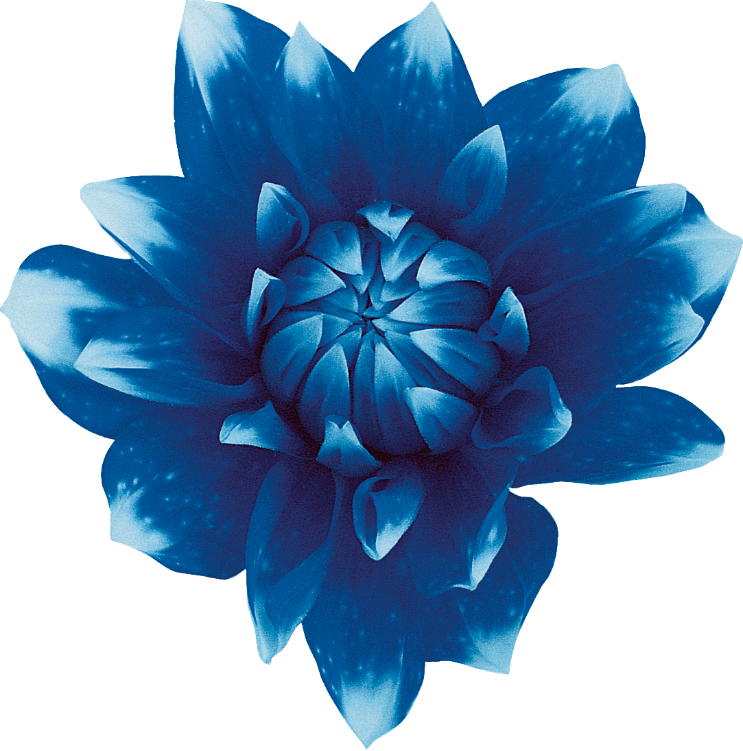 Blue Flowers Png