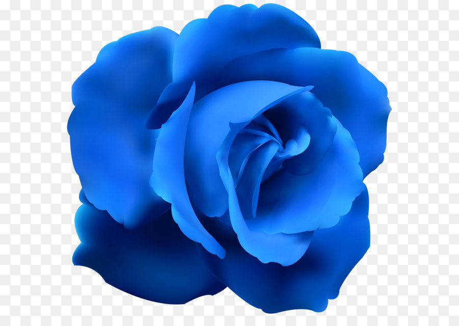 Rose Red Flower Pink Wallpaper - Blue Rose Clip Art PNG Image png download - 6000*5741 - Free Transparent Blue Rose png Download.