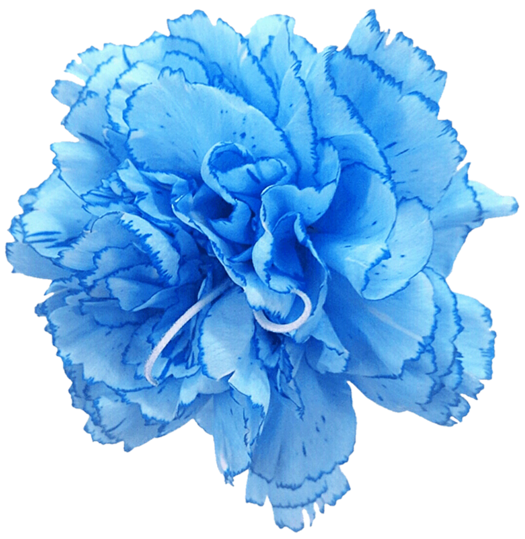 Carnation Rose Blue Cut flowers - blue pea flower png download - 1024