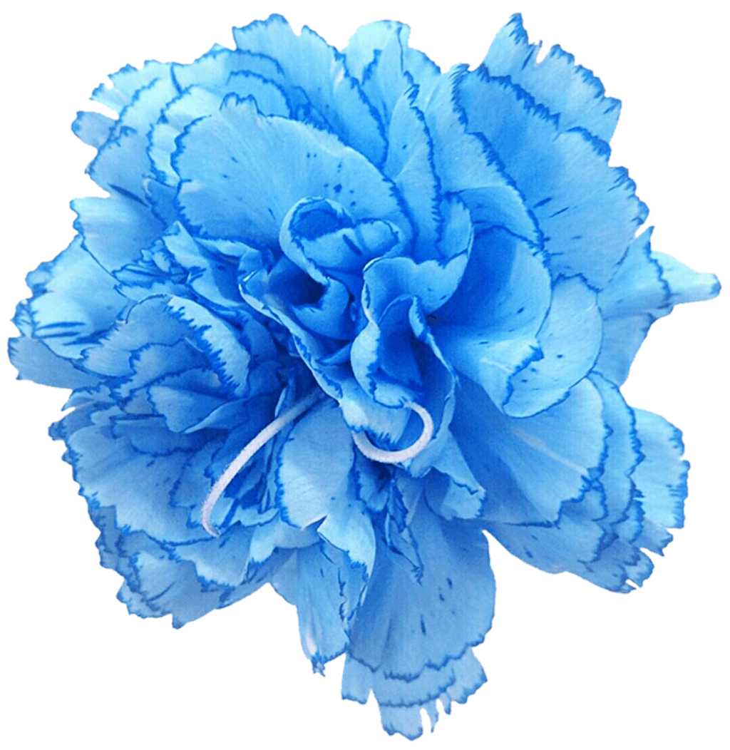 blue carnations clipart