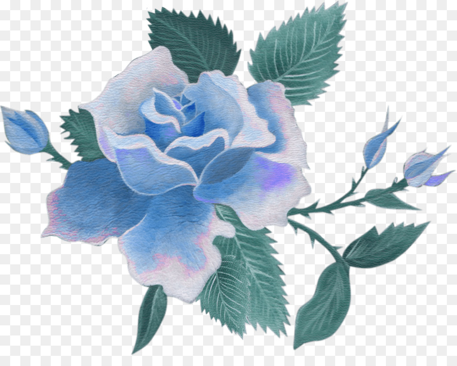 Centifolia roses Cut flowers Blue rose - blue floral png download - 1149*894 - Free Transparent Centifolia Roses png Download.