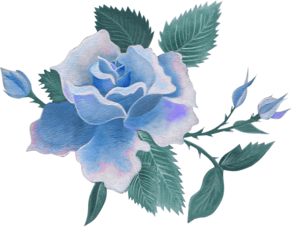 Centifolia roses Cut flowers Blue rose - blue floral png download