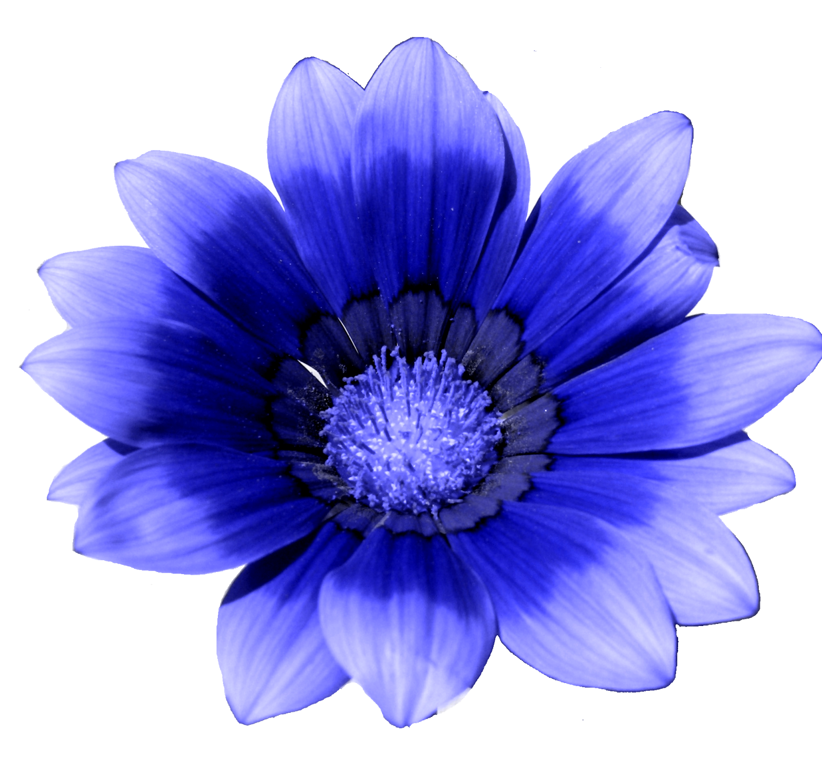 Blue flower White Cornflower - blue png download - 1600*1502 - Free