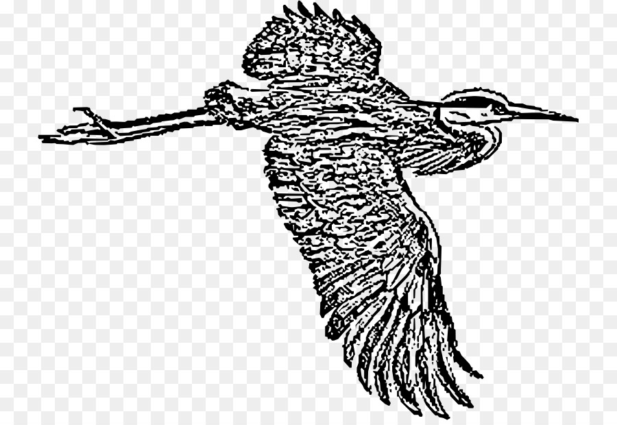 Great blue heron Bird Line art Drawing - Bird png download - 789*613 - Free Transparent Heron png Download.
