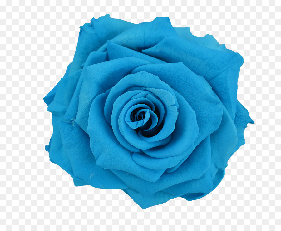 Blue rose Flower preservation - blue flower png download - 738*738 - Free Transparent Rose png Download.
