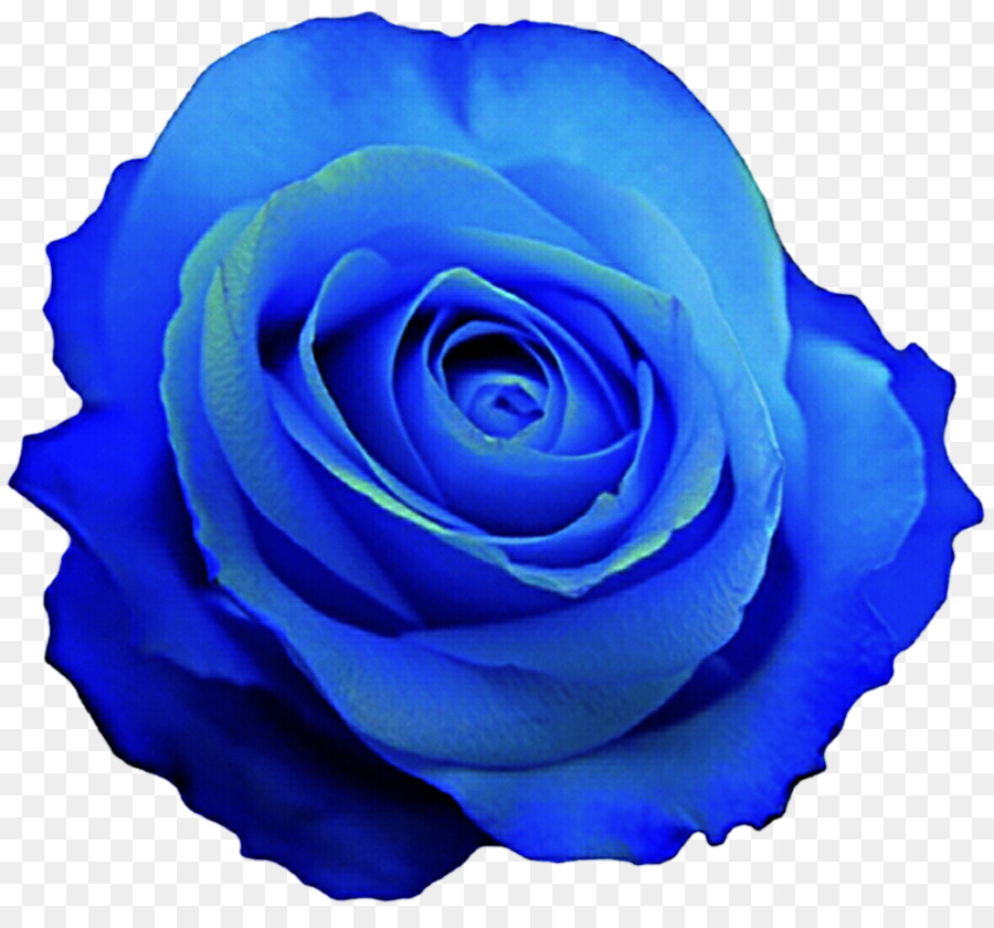 Blue rose Desktop Wallpaper Clip art - blue flower png download - 1024*936 - Free Transparent Blue Rose png Download.