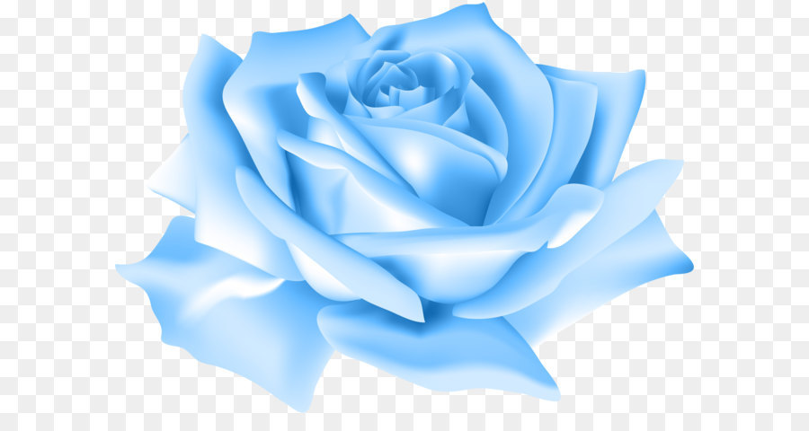 Blue rose Flower Beach rose Clip art - Blue Rose Flower PNG Clip Art Image png download - 8000*5687 - Free Transparent Centifolia Roses png Download.