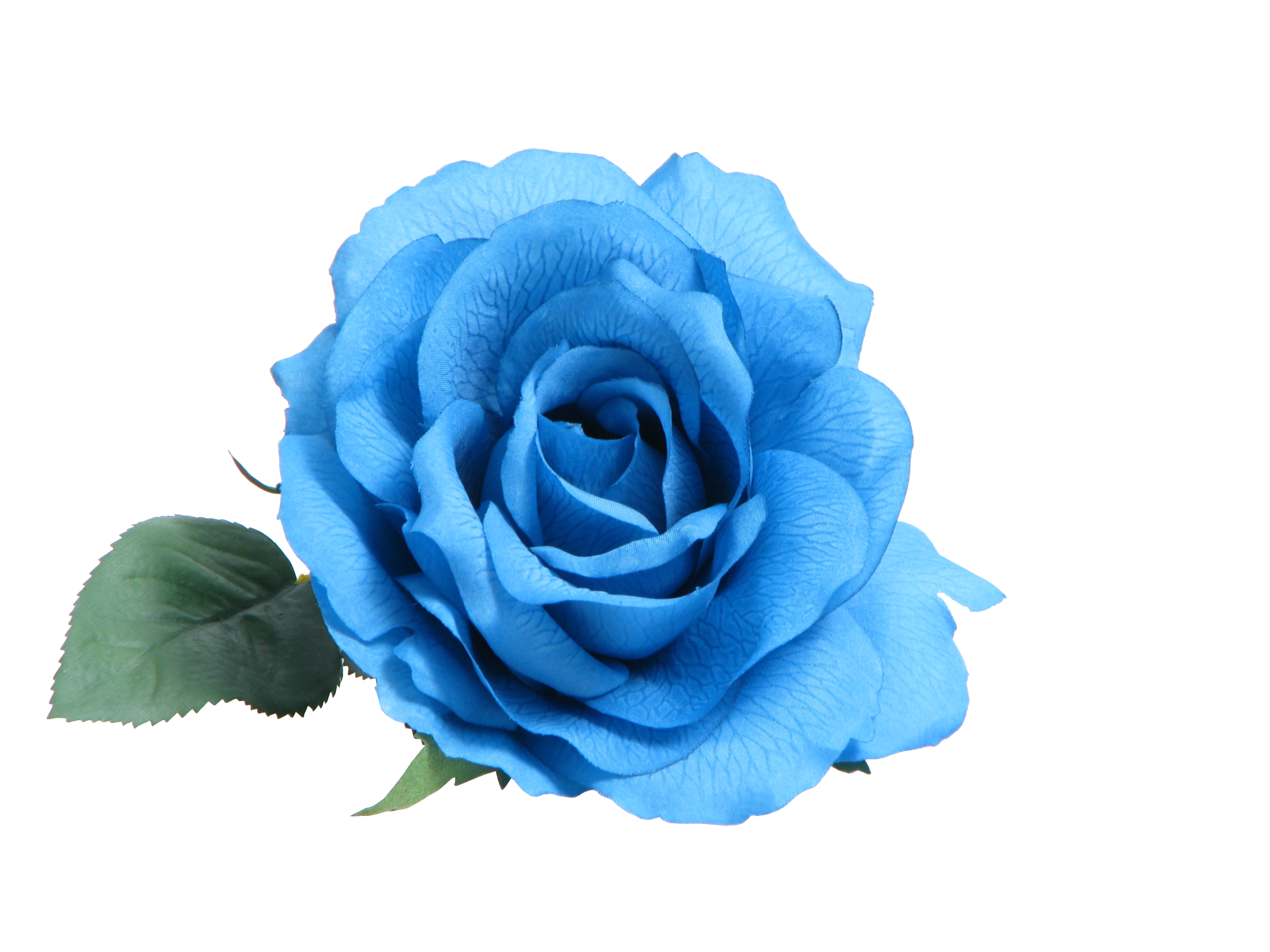 Blue rose Clip art - white roses png download - 3264*2448 - Free