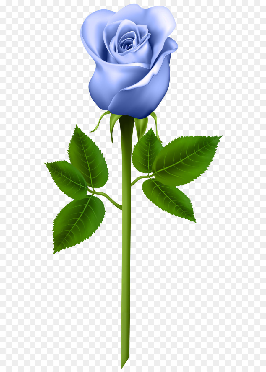 Rose Purple Clip art - Blue Rose Transparent PNG Image png download - 4129*8000 - Free Transparent Rose png Download.