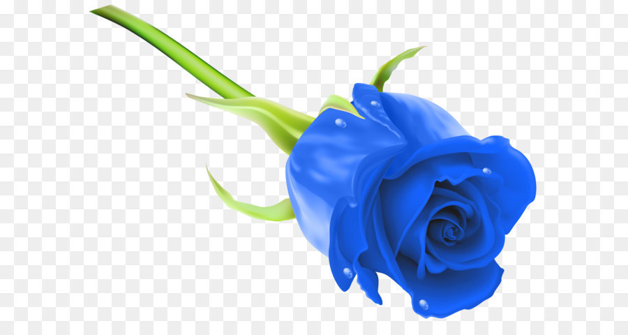 Blue rose Flower Stock photography Clip art - Blue Rose PNG Clip Art Image png download - 8000*5710 - Free Transparent Rose png Download.