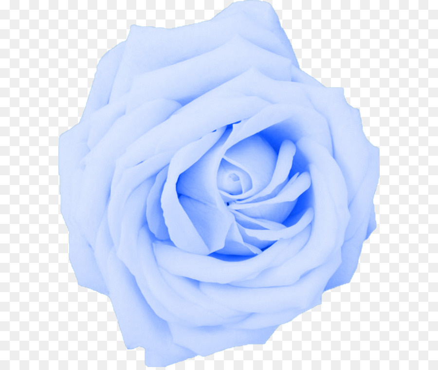 Desktop Wallpaper Flower Rose 1080p High-definition television - blue rose png download - 660*754 - Free Transparent Desktop Wallpaper png Download.