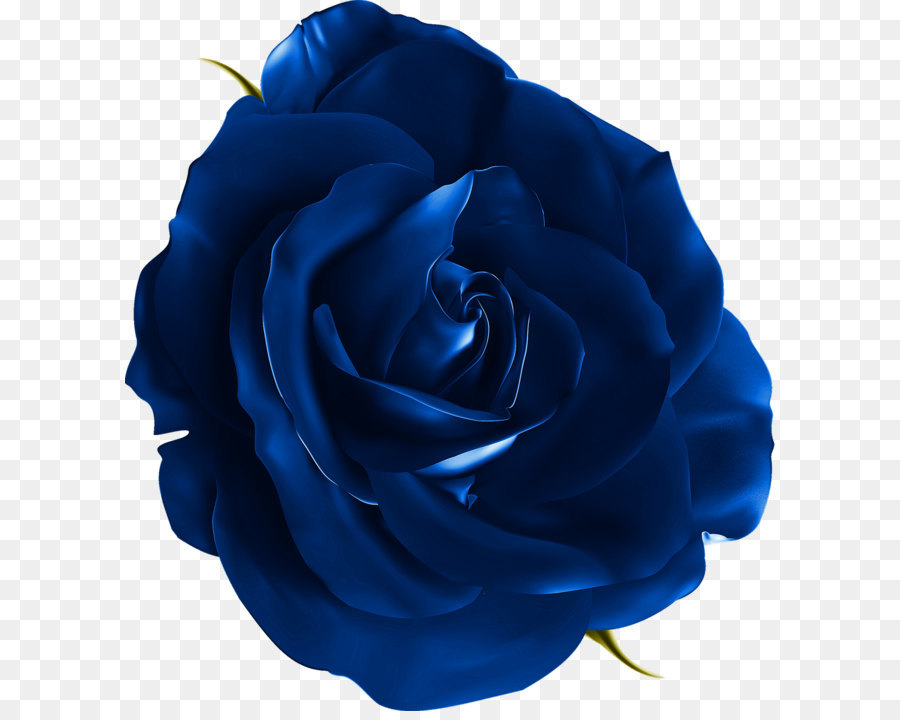 blue Rose png download - 1372*1500 - Free Transparent Blue Rose png Download.