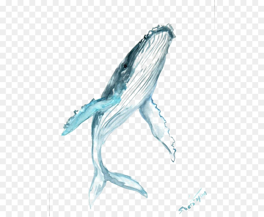 Humpback whale Drawing Watercolor painting Clip art - blue whale png download - 564*738 - Free Transparent Humpback Whale png Download.