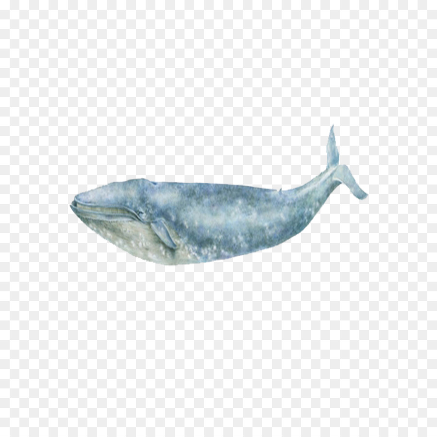 Blue whale Sea Ocean - Oceans whale png download - 2953*2953 - Free Transparent Whale png Download.